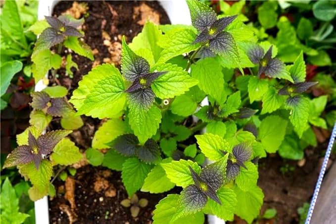 Green-Purple Peppermint Silvester with Apple Flavor 500+ Seeds for Planting Non-GMO