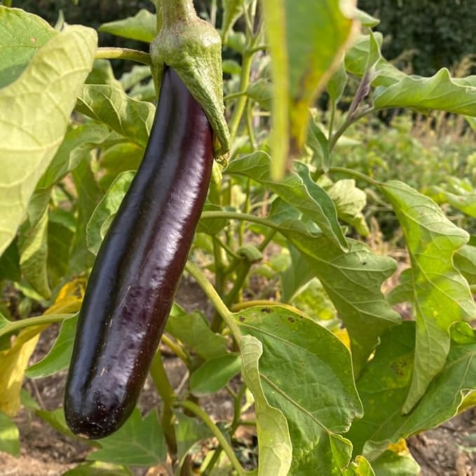 100 Long Purple Eggplants Seeds, Vegetable Eggplant Seeds for Planting Outdoor Garden