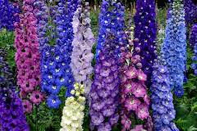 Delphinimum Seed, 100 Seeds, Giant Imperial Mix, Striking Mixed Colors, Perennial Wild Flower, Beautiful Flowers to Plant in Your Home Garden - Non-GMO Heirloom Seeds - Great for Cut Flowers