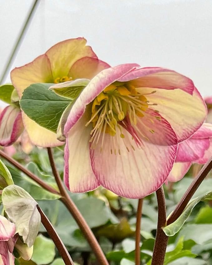 Perennial Farm Helleborus HGC® Ice N' Roses® Picotee No. 1