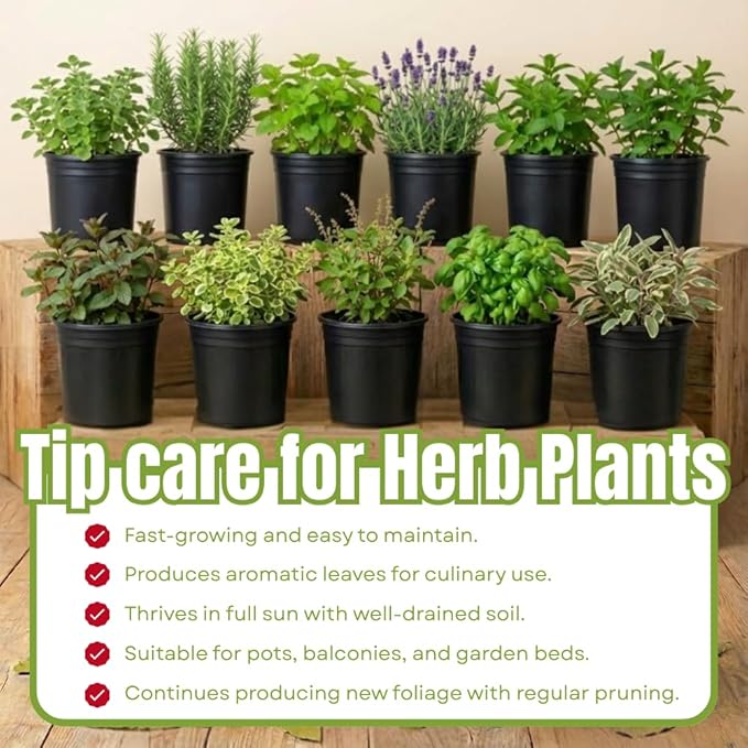 3 Assorted Herbs Plants, Cuban Oregano, Holy Basil, Rosemary, Mint Plant, Other Herbs Live Plant for Gardening, 3 to 5 Inc Tall, No Pot