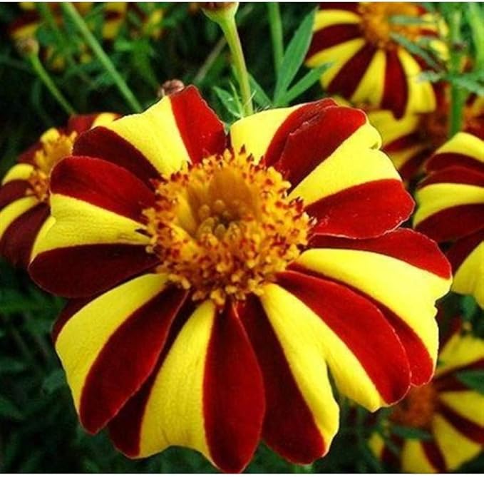 NIKA SEEDS - Seeds Flowers French Marigold Majestic Annual - 100 Seeds