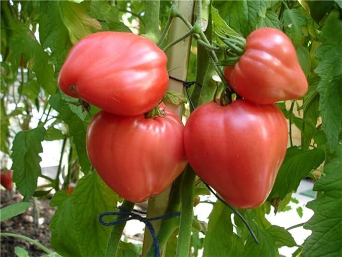 Seeds Vegetable Pink Bulls Heart Tomato - 30 Seeds
