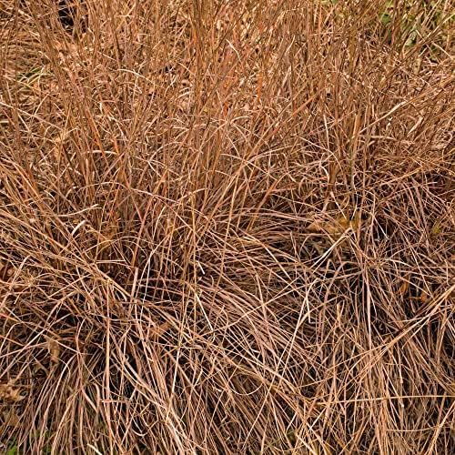 Outsidepride Perennial Little Bluestem Grass Seed - 5 lbs. Warm Season, Drought Resistant, Long-Lived Native Prairie Grass Seed, Ideal for Erosion Control, Ornamental Landscaping & Wildlife Gardens