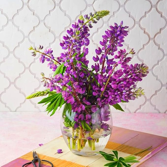 Mixrug Lupine Seeds for Planting, 750pcs Russell Lupin Perennial Flower Seeds Non-GMO Heirloom Rare Plants, Open Pollinated Beauty Home Garden for Outdoors