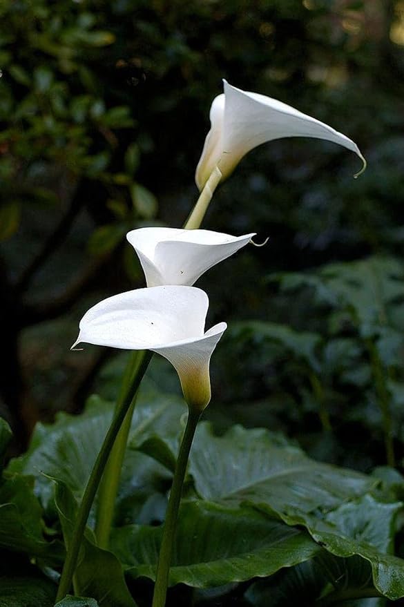 Calla Lily Seeds Beautiful Flowers -100Pcs Seeds