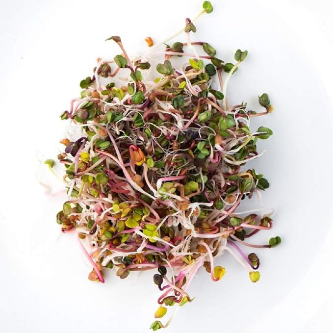 5 Pound Red Radish Seeds for Sprouting Microgreens, A Rich Source of Vitamins and Minerals and Health-Promoting Nutrients! COOL BEANS N SPROUTS Brand, A Small Town Family Run USA Business.Thank You!