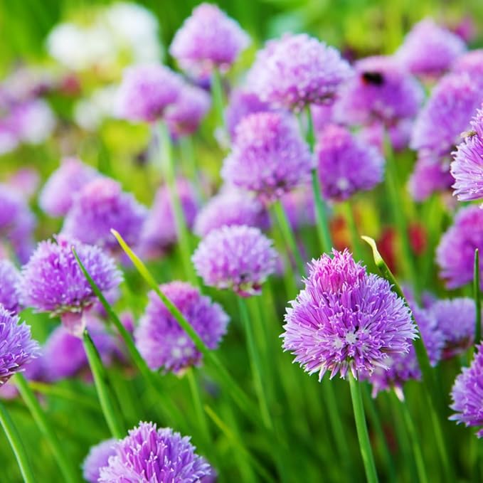 3 Hardy Chives Live Plant, Live Chives Plant for Planting Garden, 4 Inch Tall, Heirloom Leeks Plant, Hardy Perennial Chives Plant for Planting, Fragrant Heirloom Vegetable