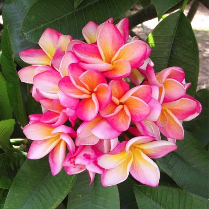 15pcs Mix Plumeria Rubra Seeds for Planting in Home Garden-Non-GMO Heirloom Plant Seeds Garden Outdoor