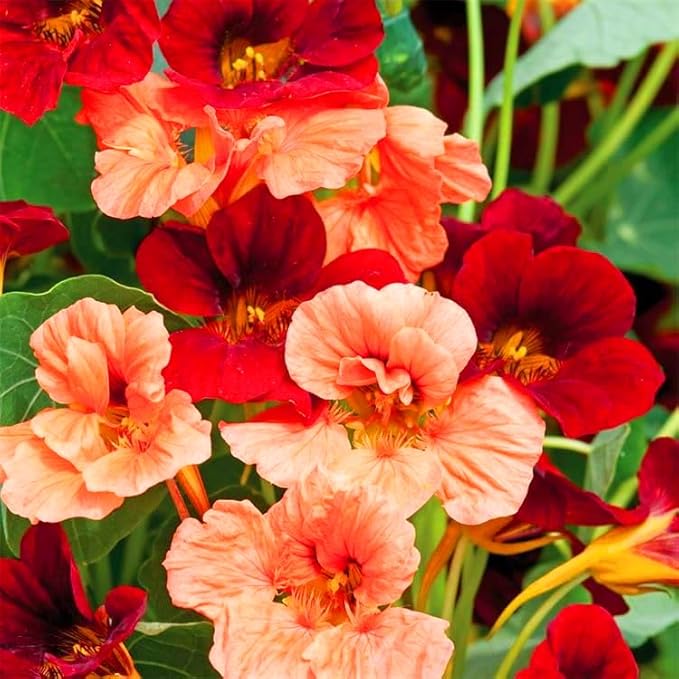 Nasturtium Seeds for Planting, 100+pcs Climbing Nasturtium Flower Seeds, Non-GMO Heirloom Rare Beauty Home Garden Blooms Flowers Plants for Outdoors Indoors