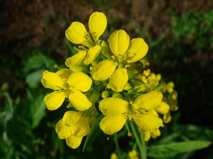 NIKA SEEDS - Seeds Vegetable Black Mustard - 500 Seeds