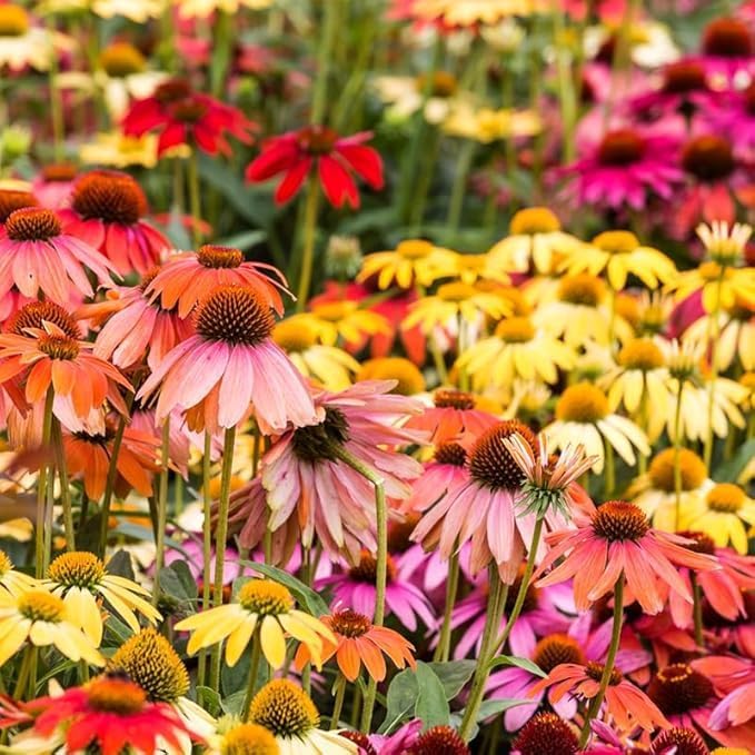2100pcs Coneflower Seeds (Echinacea) Perennial Flower Seeds Long Blooming for Outdoor Garden Planting