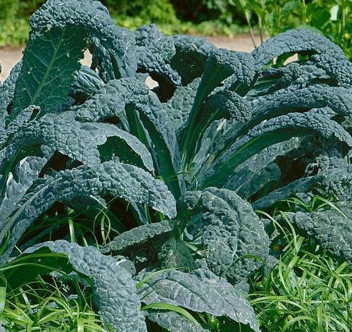 3000 LACINATO Dinosaur Kale Seeds, Nero di Toscano, Heirloom Non-GMO