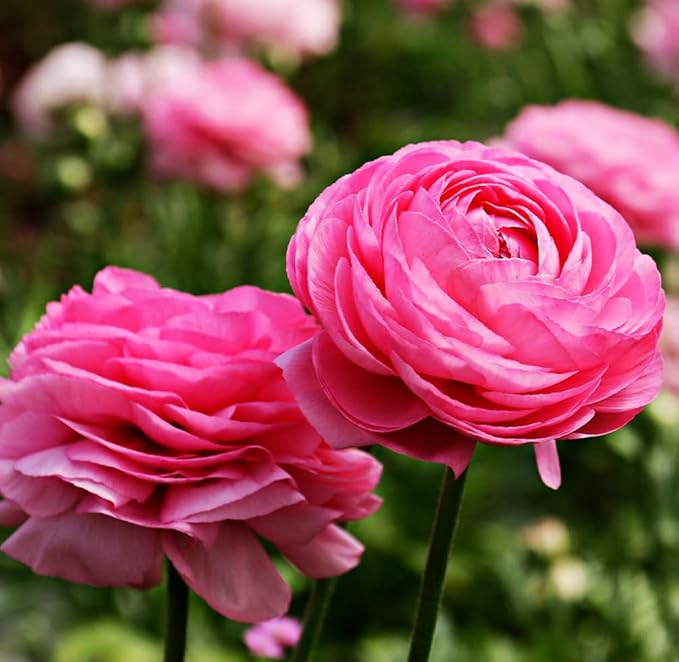 Mixed Peony Ranunculus Bulbs- Persian Buttercup -10 Corms Bulbs Flowering Blooms Perennial Bulbous Root Garden Plant (Pink)