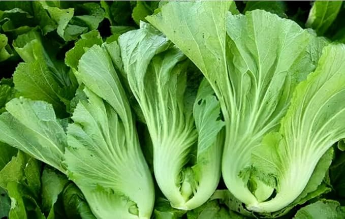 500 Asian Mustard Seeds Green GAI Choy Heirloom Vegetable Seeds