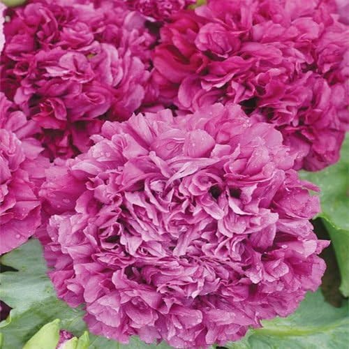 Outsidepride Peony Poppy Seeds for Planting - 10,000 Pcs Annual, Drought-Tolerant & Easy to Grow Wildflower Seeds with Vibrant Purple Blooms for Landscaping, & Pollinator Garden
