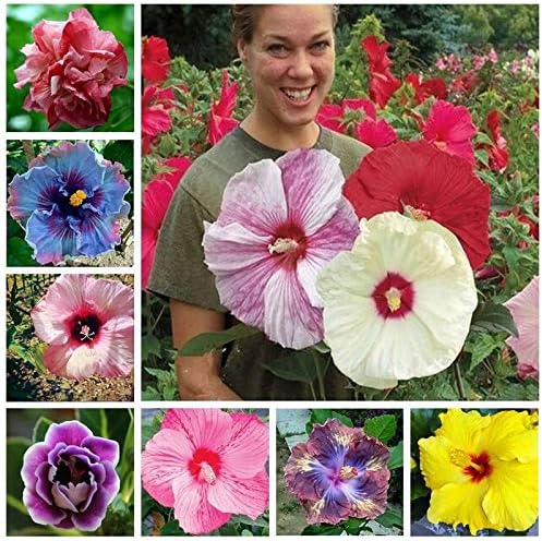 100+ Pcs Mixed Hibiscus Seeds Giant Flowers Perennial Flower - Ships from Iowa, USA