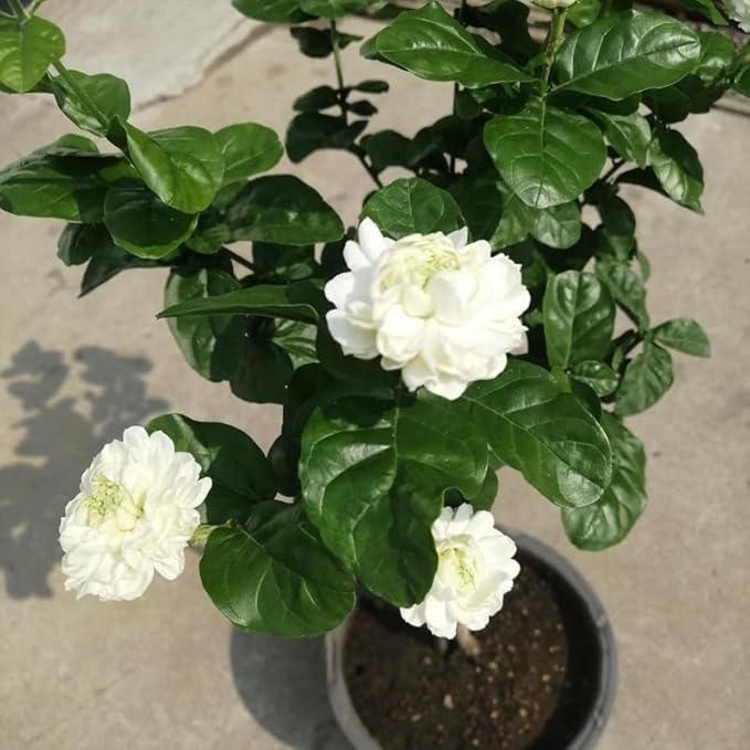2 Duke of Tuscany Jasmine Plants 4–8 Inch, Live Fragrant Jasmine Flowering Vine, Sweet Scented Blooms, Easy Care Indoor or Outdoor
