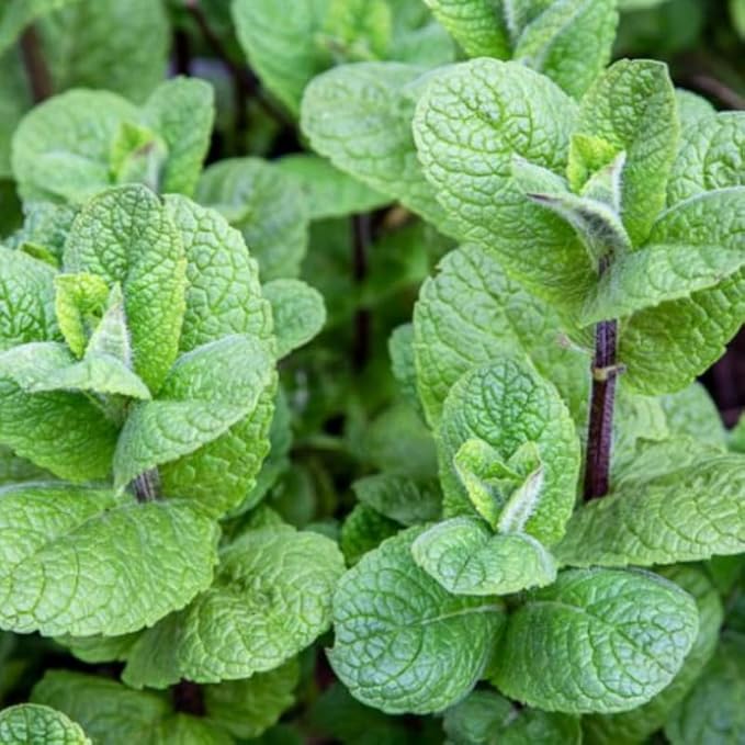 Peppermint Mint Plants Live Indoors Outdoors, Fresh Herb Mint Plant, Live Peppermint Plant, Peppermint Plants for Outside Inside, Potted Mint