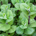 Peppermint Mint Plants Live Indoors Outdoors, Fresh Herb Mint Plant, Live Peppermint Plant, Peppermint Plants for Outside Inside, Potted Mint