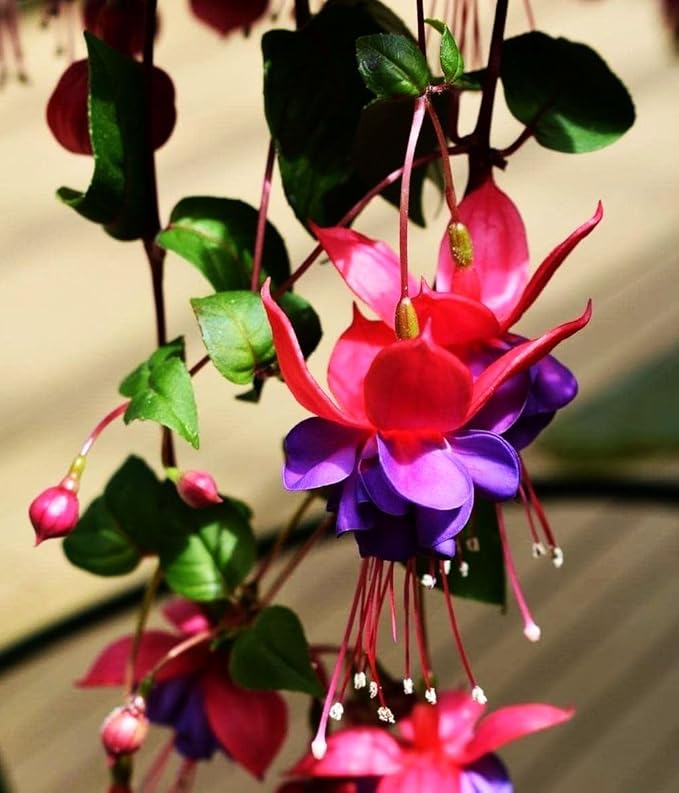 Fuchsia Flower Seeds Perennial Home Plant Bonsai 100 Pcs Seeds