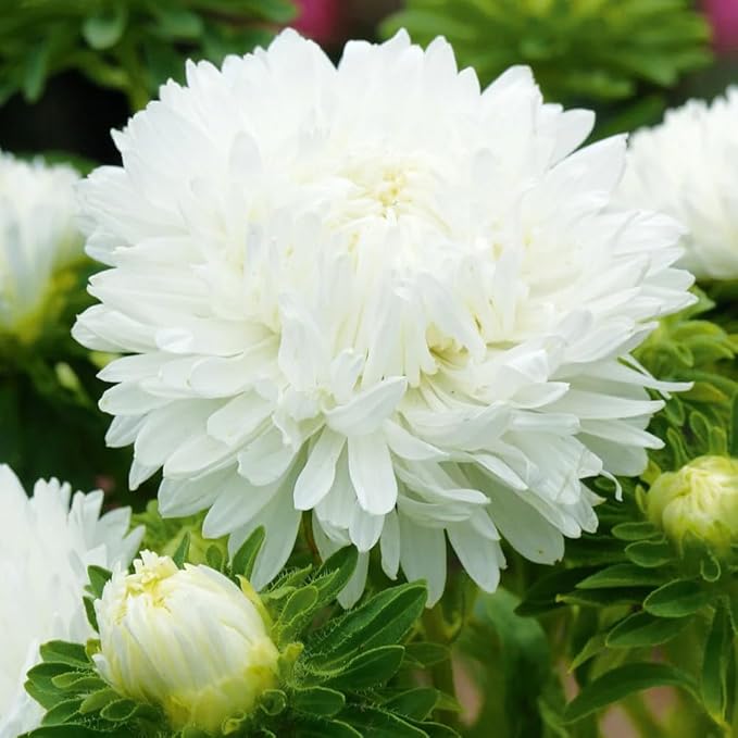 500+ Perennial Mix Aster Flower Seeds for Planting Outdoor-Attracts Bees&Butterflies Non-GMO Heirloom