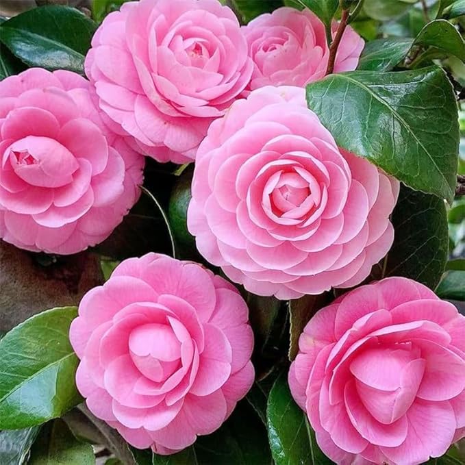 Mixed Camellia Seeds for Planting -20Pcs Non-GMO Heirloom Camellia Seeds Rate Landscaping Plant