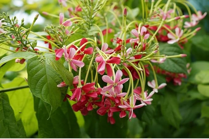 5 Rangoon Creeper Seeds, Red Pink Quisqualis Flower Seeds Combretum indicum Seed