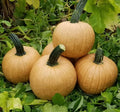 Pumpkin Seeds for Planting (10 Seeds) - Exotic and Hard to Find Pumpkin, Squash and Gourd Seeds - Vegetable Garden Seeds (Hot Chocolate)