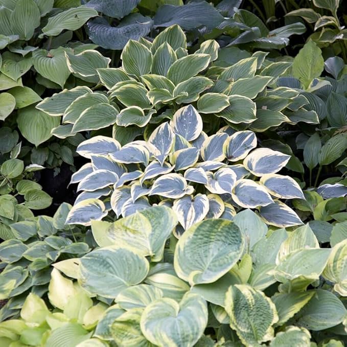 Mixed Hosta Pack - 6 Perennial Bare Roots