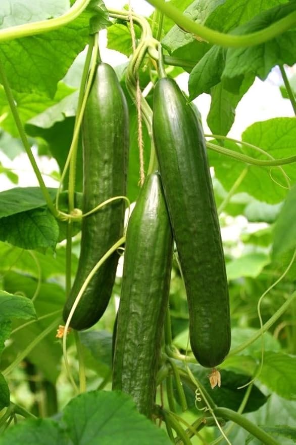Seeds Cucumber Chinese Miracle - Open-Pollinated - Heirloom Vegetable - GMO Free