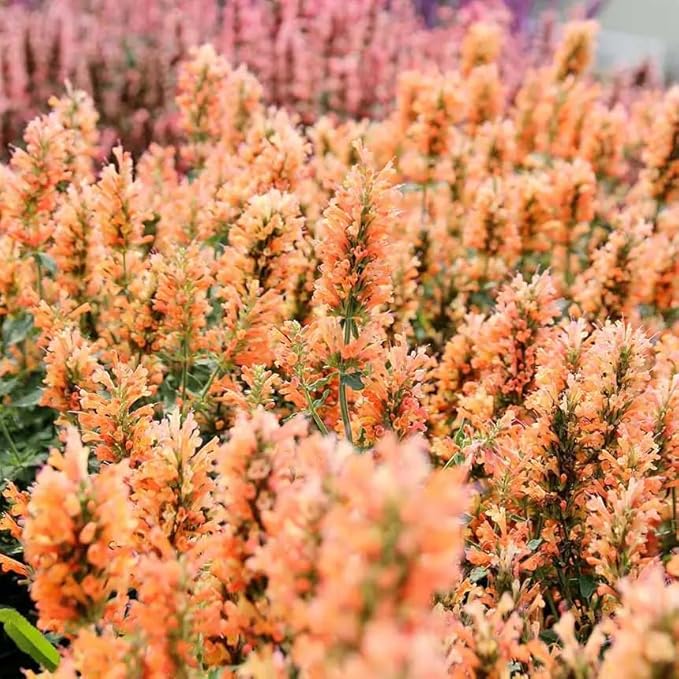 Mixrug Lavender Giant Hyssop Seeds for Planting, 100+pcs Rare Perennial Anise Hyssop Flower Seeds Plants, Non-GMO Heirloom Open Pollinated Beauty Home Garden for Outdoors