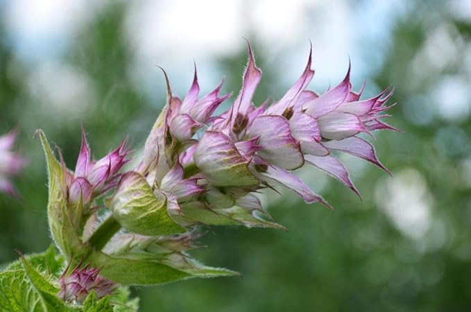 Seeds4planting - Seeds Clary Sage Medicinal Heirloom Herb Non GMO