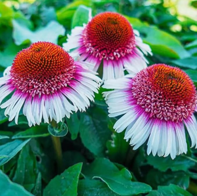 100PCS Echinacea Purpurea Seeds Mixed Color Live Perennial Plants Attracts Hummingbirds and Butterflies Heirloom Seeds