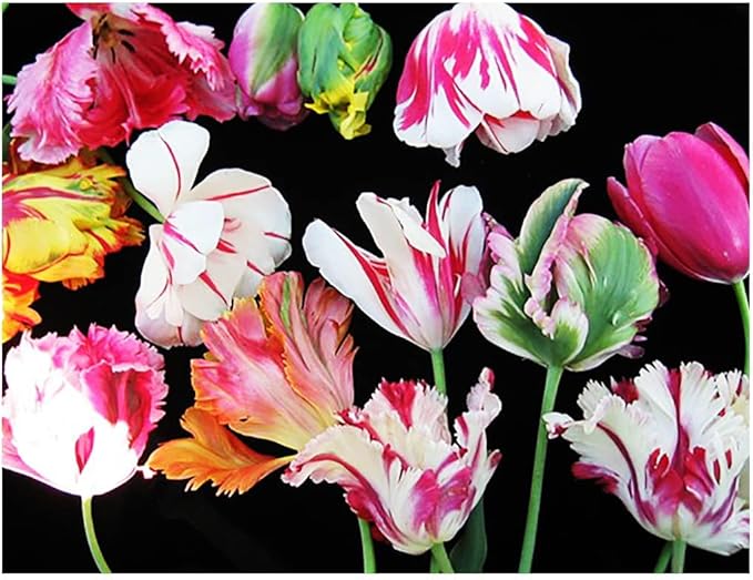 5 Green Wave Parrot Tulip Bulbs – Unique Green and White Blooms – Fringed Petals for Spring Gardens – Hardy & Easy to Grow Perennial Tulips