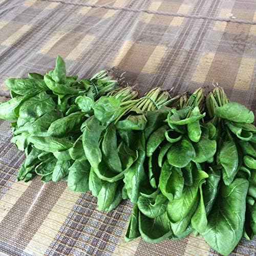Seeds Four Seasons Viroflay Spinach 35 Days Year-Round Non GMO Vegetable for Planting