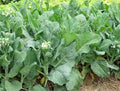 1000 Chinese Broccoli Seeds | Jade F1 GAI Kai LAN Jie Rapini Rabe Kale Stem Greens Cabbage Yu Choy Asian Vegetable Seed