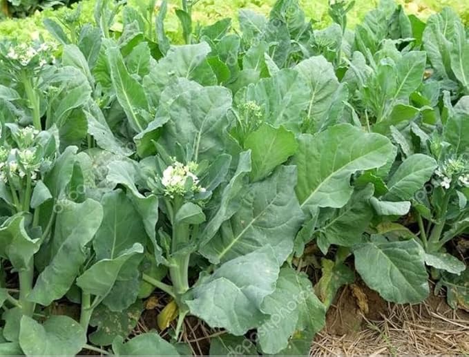 1000 Chinese Broccoli Seeds | Jade F1 GAI Kai LAN Jie Rapini Rabe Kale Stem Greens Cabbage Yu Choy Asian Vegetable Seed