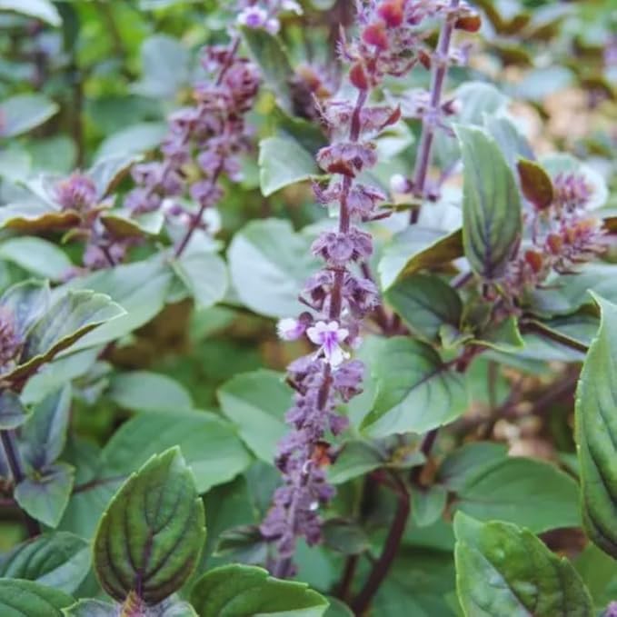 African Blue Basil Live Plants, 4 Plants from 3'' Tall, 2 Plants per Pot, Basil Live Plants