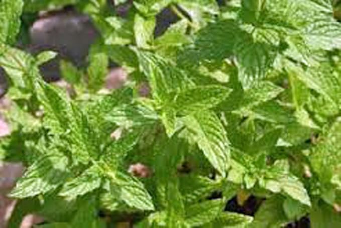 Peppermint, HERB Seeds Heirloom, Non GMO 100 Peppermint Seeds, Delicious