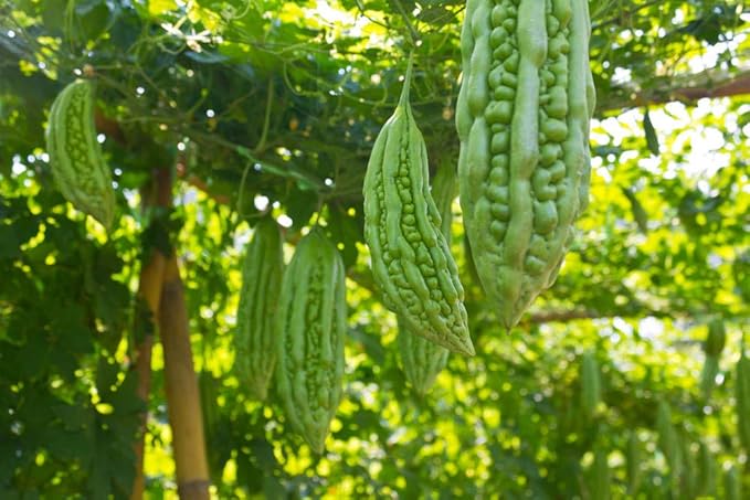 40 Bitter Melon Seeds for Planting – Ampalaya & Bitter Gourd Seeds, Vegetable Seed for Home Garden, Container, or Trellis Cultivation