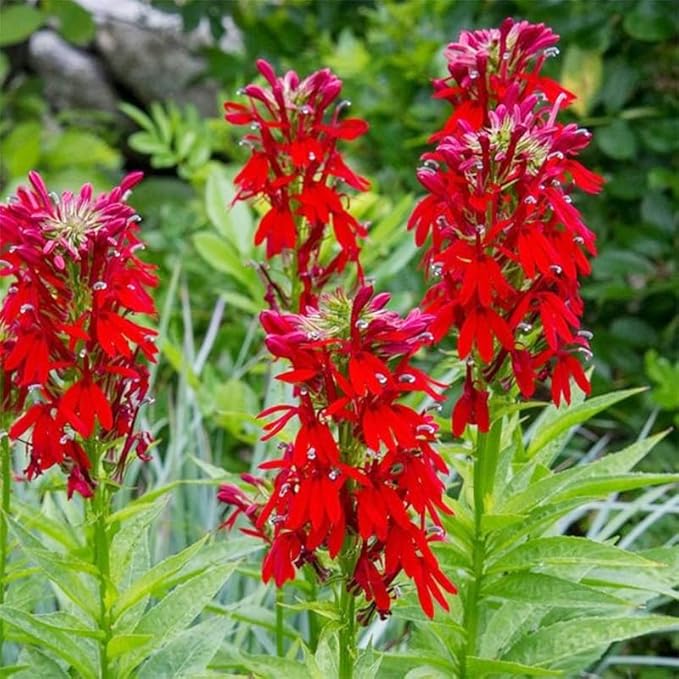210+ Red Cardinal Flower Lobelia Cardinalis Seeds for Planting-Non-GMO Heirloom Plant Seeds Garden Outdoor