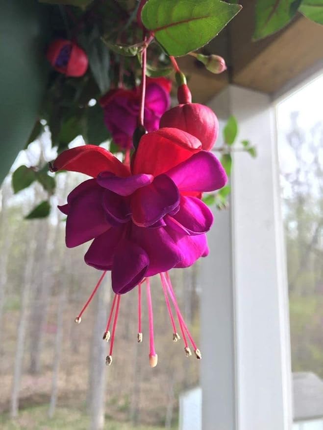 100 Pcs Fuchsia Flower Seeds Perennial Home Plant Bonsai
