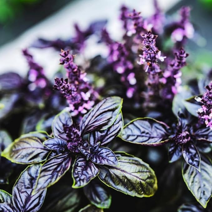 500+ Pcs Large Basil Seed Collection for Planting -Sweet, Opal, Thai, and Giant Leaf Basil - Non-GMO Heirloom Grow Indoors or Outdoor (Dark Opal Basil)