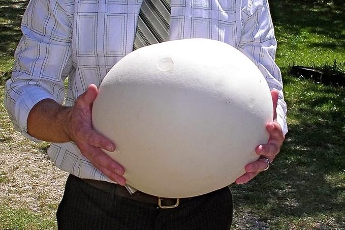 KIRA SEEDS - Giant Puffball Mushrooms Spores - Heirloom - GMO Free