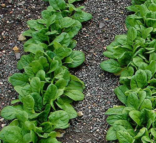 Seeds Four Seasons Viroflay Spinach 35 Days Year-Round Non GMO Vegetable for Planting