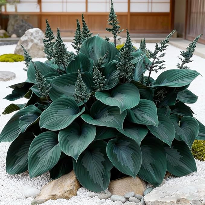170+ Mix Hosta Seeds for Planting - Perennial Shade Garden Plant Seeds