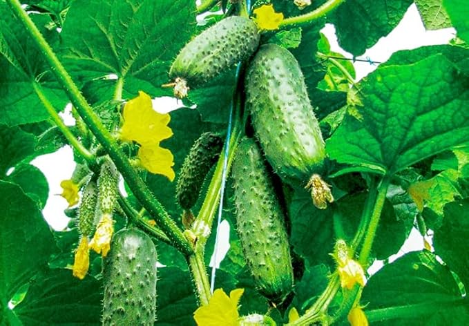 Seeds Indoor Self-Pollinating Cucumber Market F1 Hybrid Vegetable for Planting Non GMO - Harvest Time 38 Days