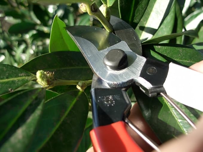 Okatsune 101 7-inch Bypass Pruners, Small (One Pack)