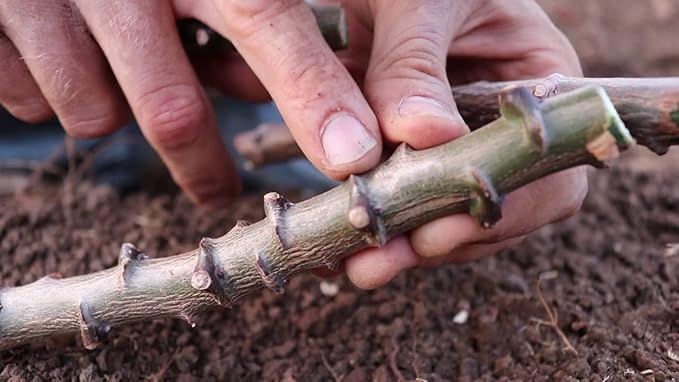 4 Sweet Yuca Cassava Cuttings, Manihot Yuca Cassava Cuttings, Cassava Root for Planting, 6 to 8 Inches Cassava for Planting, Cassava Root Plant